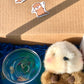 Otter Gift Box
